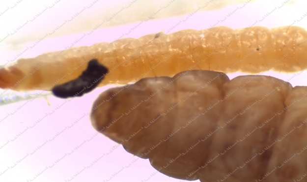 (avec ses d&eacute;jections)