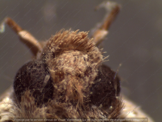 Comment protéger vos cadres bâtis de la fausse teigne