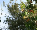 arbousier (Arbutus unedo )