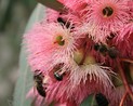 Abeilles sur fleur d'eucalyptus d'hiver