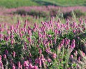 le sainfoin ou sula