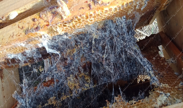 &Eacute;pais r&eacute;seau de soie