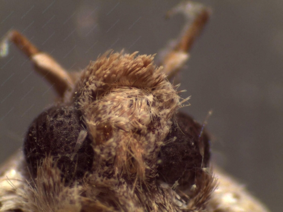 pathologie des abeilles