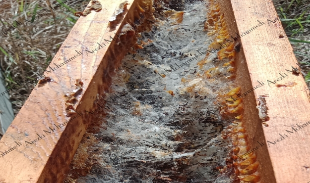 &Eacute;pais r&eacute;seau soyeux avec des crottes