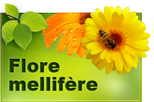 Flore mellifère